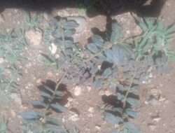 Tanaman Liar Ini Punya Segudang Khasiat Untuk Kesehatan