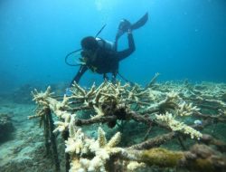 Berkkut Ini Pertamina Patra Niaga Regional Jatimbalinus Raih 14 Penghargaan di Indonesia