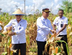 Jelang Purna Bakti, Antonius H. Jawa Gili Sambut Maliki di Panen Raya Lapas Kupang