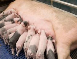 Mau Sukses! Ini Panduan Lengkap untuk Peternak Babi