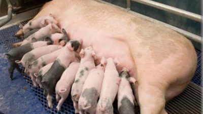 WhatsApp Image 2025 04 02 at 18.04.20 1