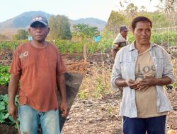 Gius Berkisah, Mariana Menangis: Lahan Kering di Solor Jadi Sumber Penghidupan